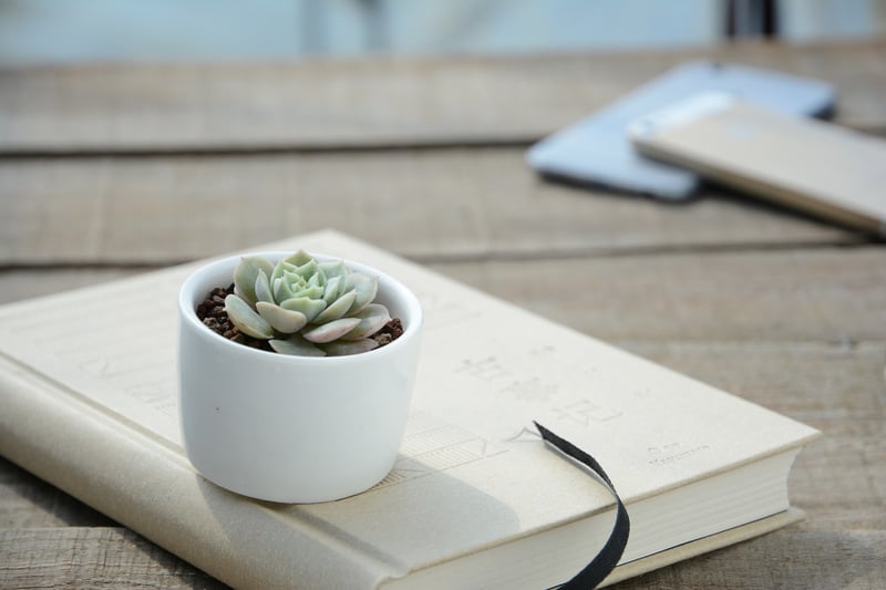 Succulent Planters